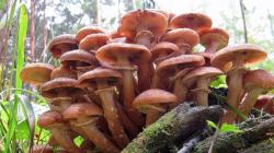 Съедобные грибы опята: виды с фото Съедобны ли ложные опята
