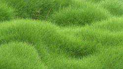 К чему снится зеленая трава Сонник трава зеленая растет